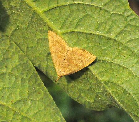 zanclognatha, herminia ???